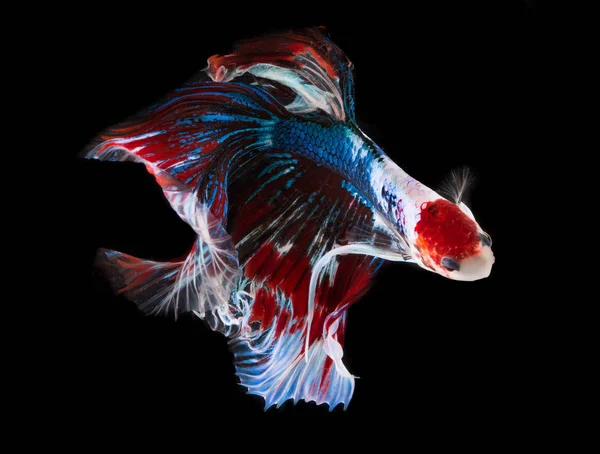 Fisch beißt auf schwarzem Hintergrund. — Stockfoto