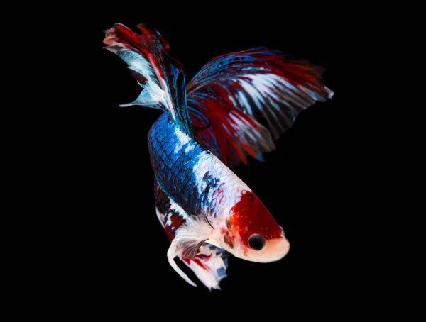 Риба Кусає Чорному Тлі — стокове фото