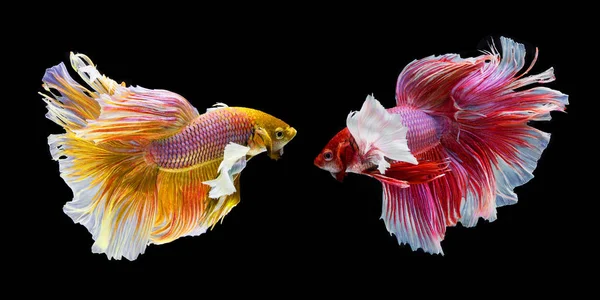 Siyah bir arka plan üzerinde ısırma balık.