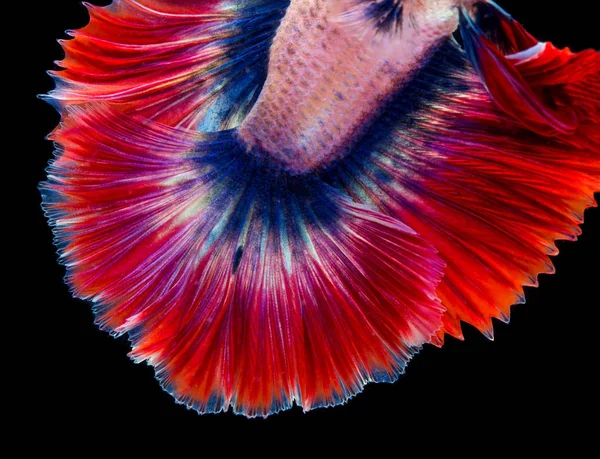 Тайская укус рыбы на черном фоне — стоковое фото