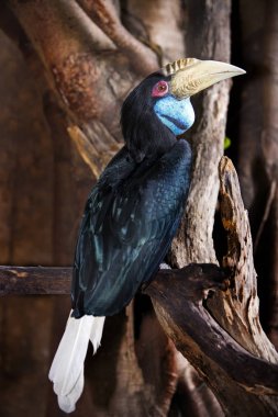 Kartallar büyük Kartallar, büyük Kartallar, Kartallar, selectiv alaca