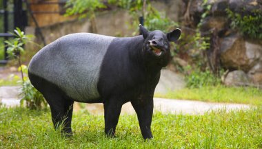 malayan tapir in zoo. clipart