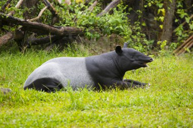 Hayvanat Bahçesi Malaya tapiri.