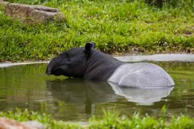 Hayvanat Bahçesi Malaya tapiri.