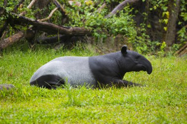 Hayvanat Bahçesi Malaya tapiri.