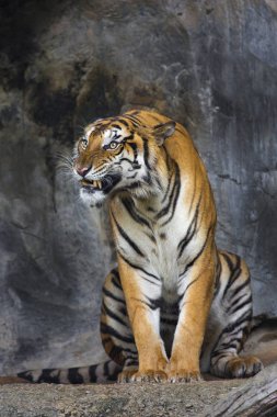 Bengal kaplanı temiz uyur