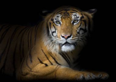 Bengal kaplanı temiz uyur