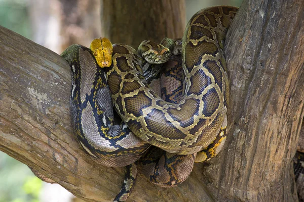 Python royal accroché à l'arbre — Photo