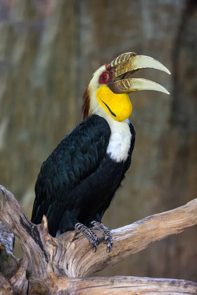 Buceros bicornis Hornbill, ottimo pied hornbill, Hornbill, selectiv — Foto Stock