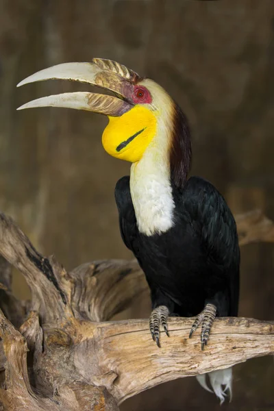 Hornbill 위대한 hornbill, 큰 얼룩 덜 룩 한 hornbill, Hornbill, selectiv — 스톡 사진