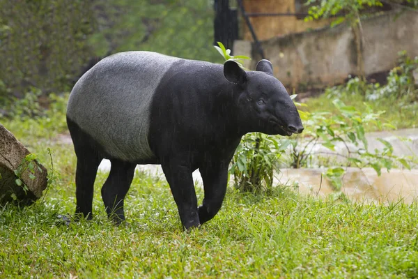 Tapir malayo en zoológico . —  Fotos de Stock