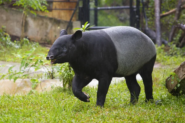 Малайский тапир в зоопарке . — стоковое фото