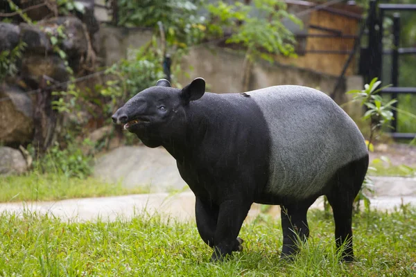 Tapir malayo en zoológico . —  Fotos de Stock