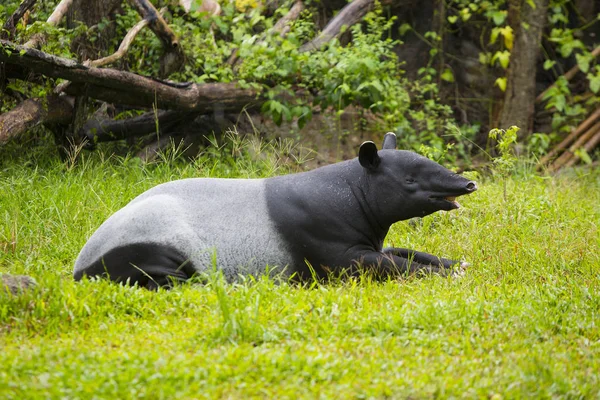 Малайский тапир в зоопарке . — стоковое фото
