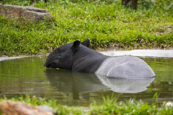 Malajské tapír v zoo. — Stock fotografie