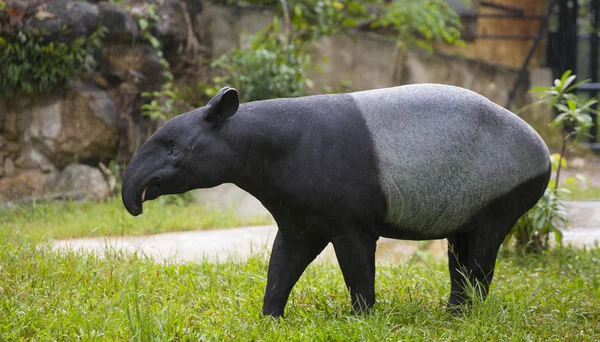 Tapiro malese nello zoo . — Foto Stock