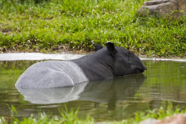 Hayvanat Bahçesi Malaya tapiri. — Stok fotoğraf