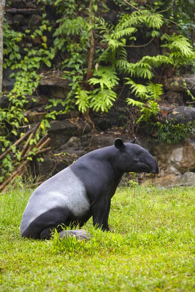 Malajské tapír v zoo. — Stock fotografie
