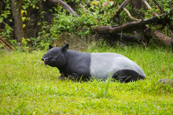 Tapir malayo en zoológico . —  Fotos de Stock
