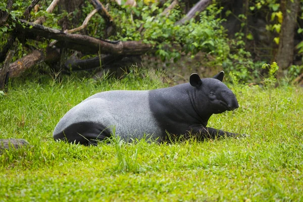 Tapir malayo en zoológico . —  Fotos de Stock