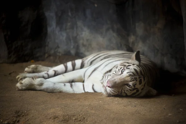 Bengal Tiger sleeps clean