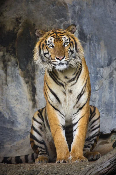 Tigre Bengala Duerme Limpio — Foto de Stock