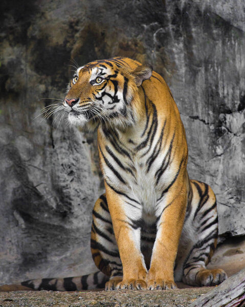 Bengal Tiger sleeps clean