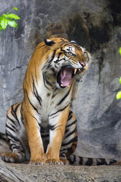 Bengal Tiger sleeps clean