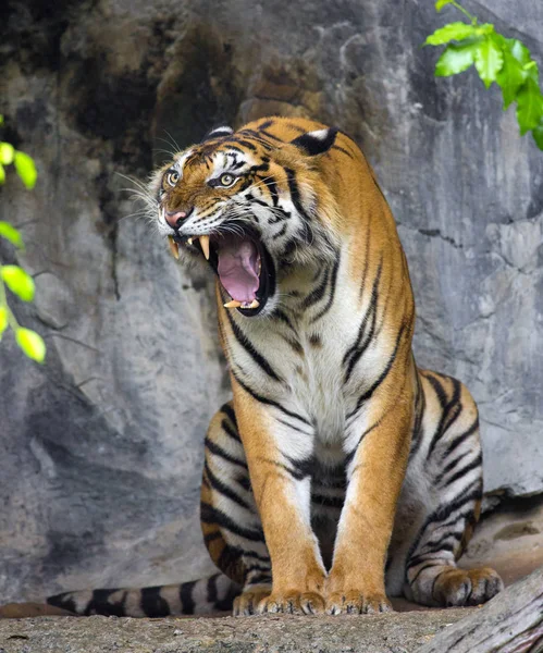 Bengálský Tygr Spí Čisté — Stock fotografie