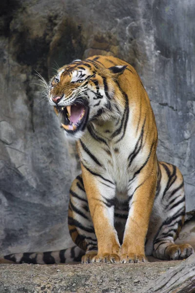 Бенгальский Тигр Спит Чисто — стоковое фото