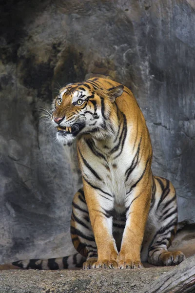 Бенгальский Тигр Спит Чисто — стоковое фото
