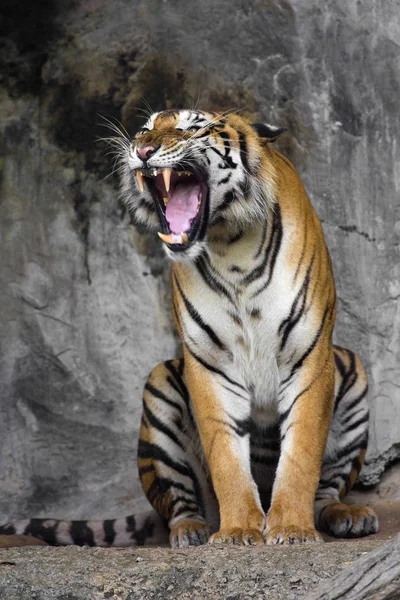 Bengálský tygr spí čisté — Stock fotografie