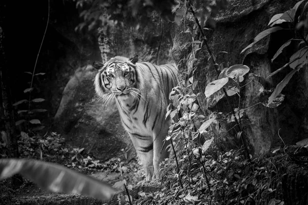 Bengal Tiger sleeps clean