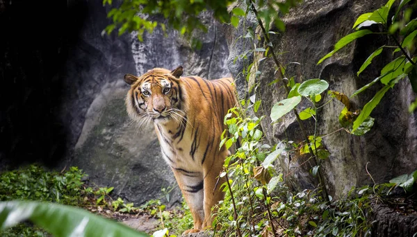 Tigre du Bengale dort propre — Photo