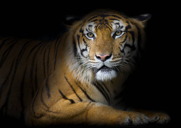Bengal Tiger sleeps clean