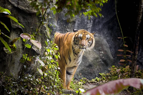 Tigre Bengala Duerme Limpio —  Fotos de Stock
