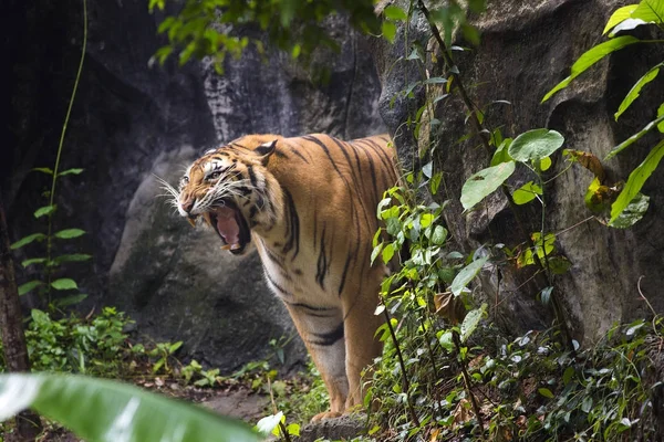 Bengaalse Tijger Slaapt Schoon — Stockfoto