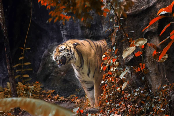 Bengal Tiger schläft sauber — Stockfoto