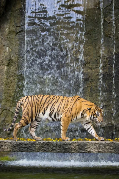 Tigre de Bengala dorme limpo — Fotografia de Stock