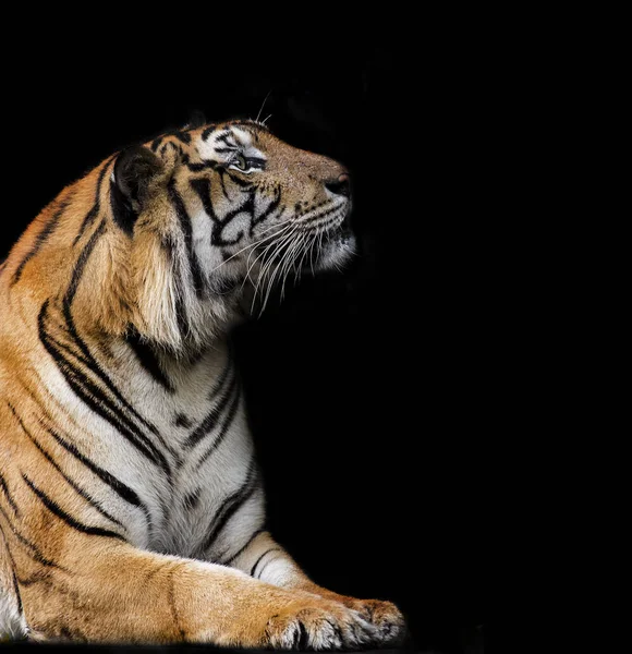 Tigre del Bengala dorme pulito — Foto Stock