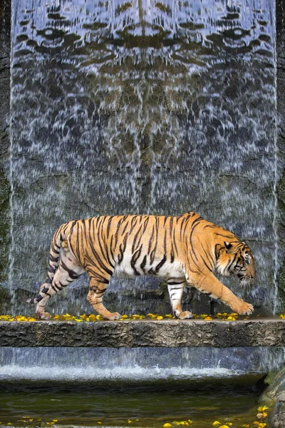Tigre Bengala Dorme Limpo — Fotografia de Stock