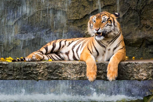 Bengal Tiger sleeps clean