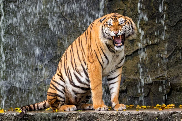 Tigre Del Bengala Dorme Pulito — Foto Stock