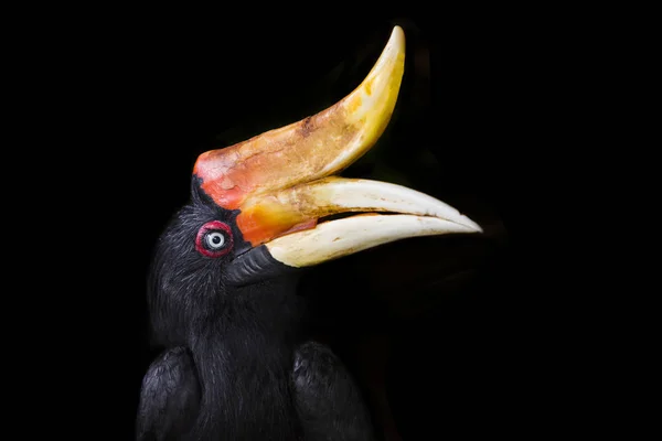 Neushoornvogel grote neushoornvogel, groot pied hornbill, neushoornvogel, selectiv — Stockfoto