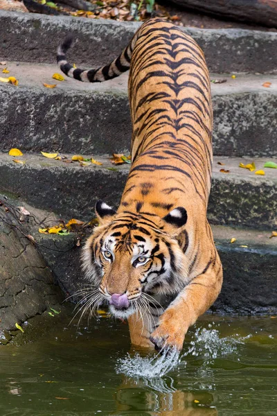 Tigre de Bengala duerme limpio — Foto de Stock