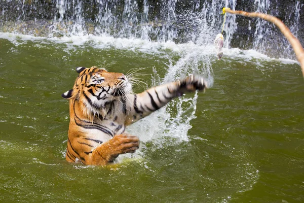 Bengal Tiger sleeps clean