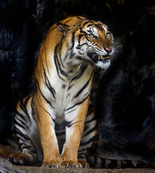 Bengal Tiger sleeps clean