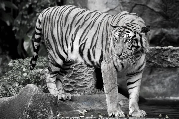 Bengalski Tygrys Zoo — Zdjęcie stockowe