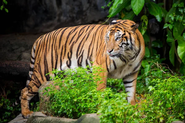 bengal tiger standing with bamboo bushes in background