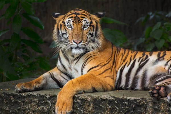 Tête Tigre Bengale Regardant Directement Vers Caméra — Photo